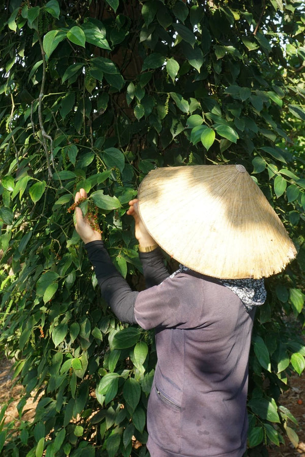 Hand-harvesting spices