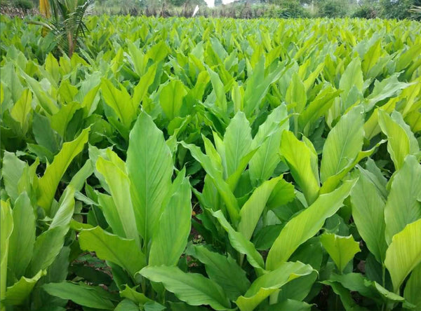 Hand-harvesting spices