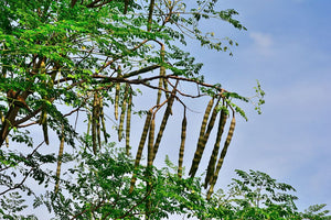What Is Moringa? A Straight Answer About the Plant Behind the Powder