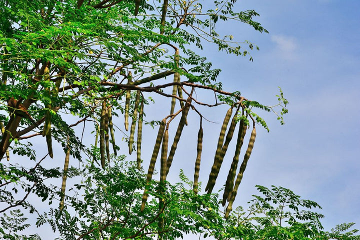What Is Moringa? A Straight Answer About the Plant Behind the Powder