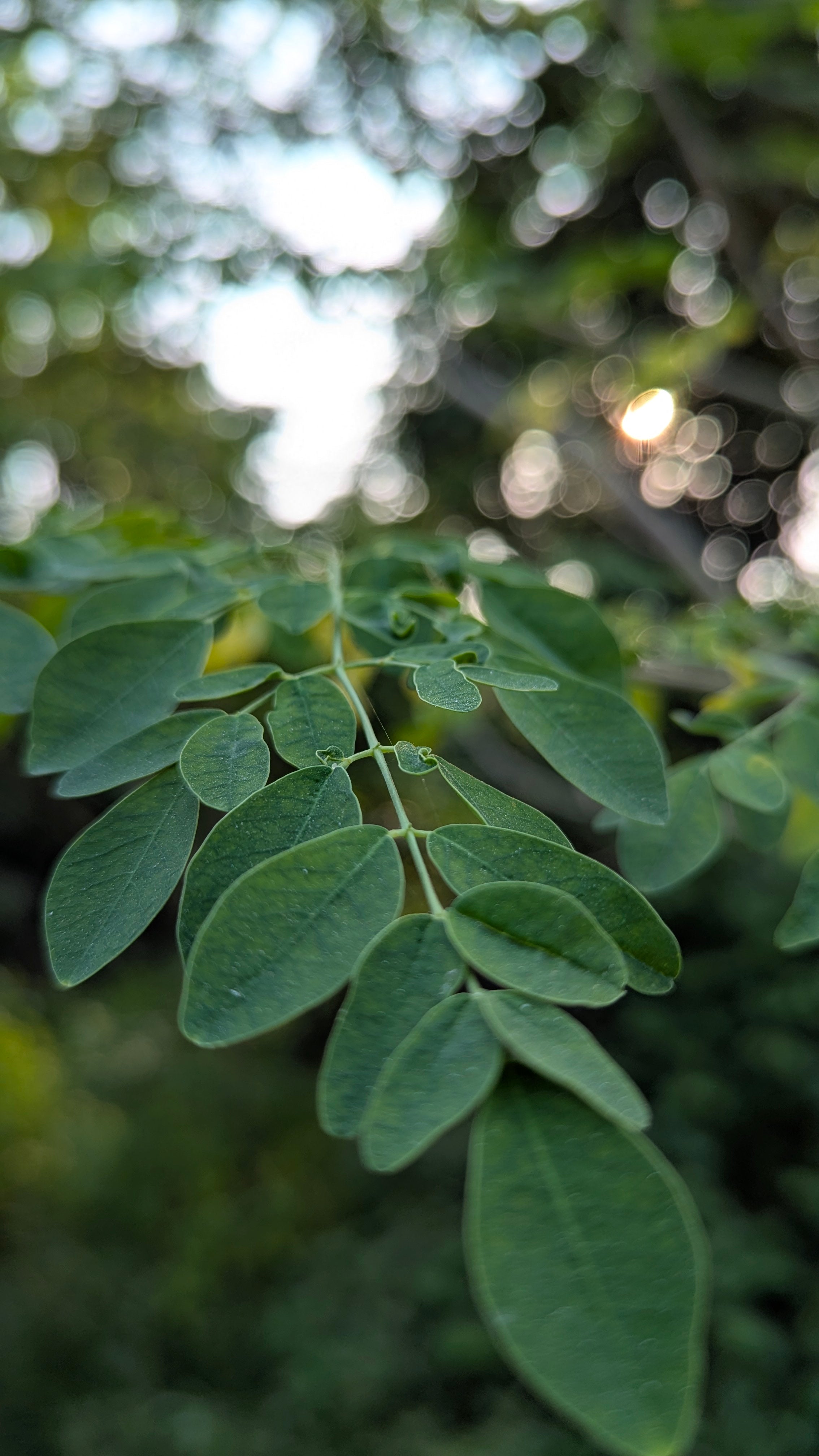 How to Make Moringa Tea from Powder (and When to Drink It)