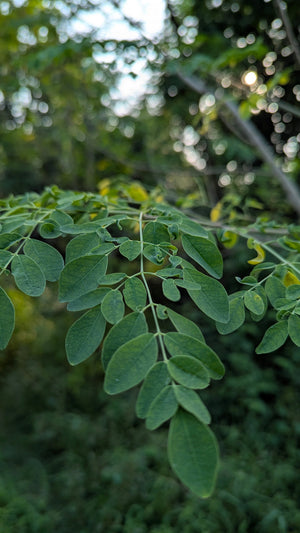 Moringa Magic: Nature's Green Elixir for Vitality