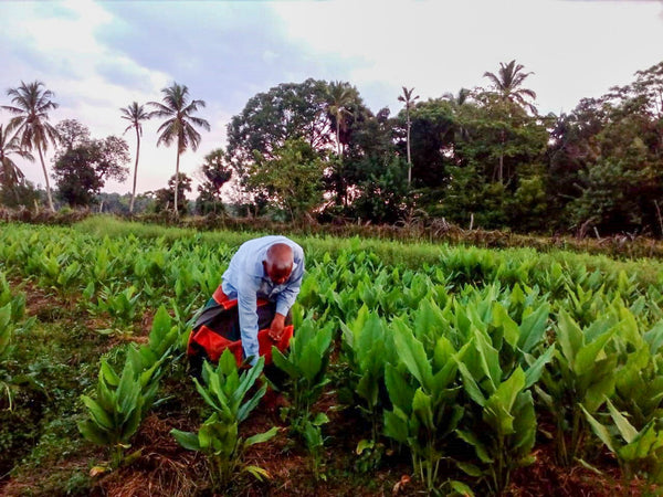 Sri Lankan spice farm