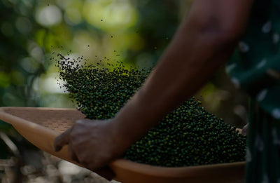 Sun-drying spices